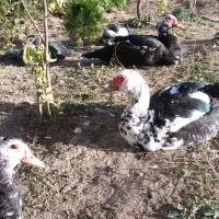 اردک اسرائیلی سنگین نر جوان