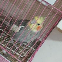 عروس هلندی سخنگو نر ماده