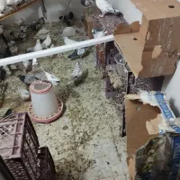 معاوضه کبوتر با مرغ عشق|پرنده|کاشان, خرمدشت|دیوار