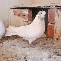 کبوتر قره دومدیح