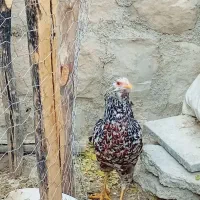 بوقلمون و خروس|حیوانات مزرعه|سیوان, |دیوار