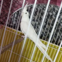 عروس هلندی لوتینو و البینو سالم دستی|پرنده|تربتحیدریه, شهرک ولیعصر|دیوار