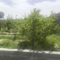 3هزار-متر-زمین-بافت-باغات-قطعه-بندی-شده-درصباشهر