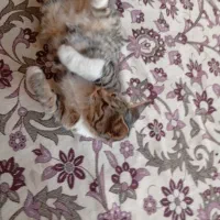 گربه گمشده|حیوانات|تربت‌حیدریه, پائین ولایت|دیوار