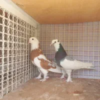 کفتر کبوتر