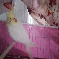 عروس هلندی ماده