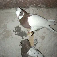 کبوتر طوقی دمبی سینه ای