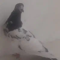 کبوتر پاکستانی تیدی|پرنده|مهریز, |دیوار