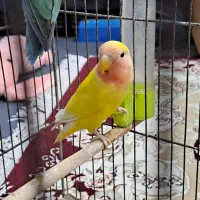 جفت برزیلی بالغ کار داده|پرنده|ساری, |دیوار