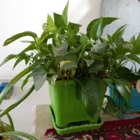 چند عدد گلدان سالم وزیبا