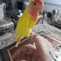 طوطی‌برزیلی|پرنده|بوئین زهرا, |دیوار