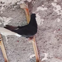 یک جفت دم سفید