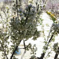 فروش باغ ویلا|فروش خانه و ویلا|هشتگرد, ایقربلاغ|دیوار