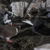 ۱۶عددنرقلدرپرشی