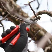 باغبانی،هَرس کاری و پیوند زنی|خدمات باغبانی و درختکاری|تبریز, |دیوار