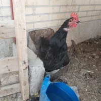 مرغ مشکی تخم گذار