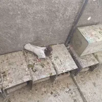 کفتر ماده کله ای|پرنده|دورود, |دیوار