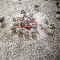 جوجه یک روزه بلدرچین