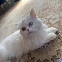 گربه خوشگل چشم دورنگ با قیمت مناسب|گربه|بناب, |دیوار
