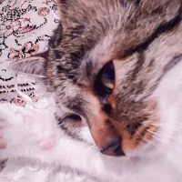 گربه|گربه|رباطکریم, رباطکریم|دیوار