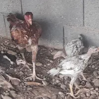بوقلمون بالغ و مرغ و کهر نر
