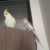 فروش عروس هلندی|پرنده|اندیشه, اندیشه فاز ۱|دیوار