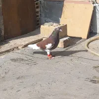 کفتر