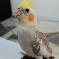 عروس هلندی گم شده صبح جمعه