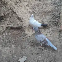 کبوتر|پرنده|مریوان, |دیوار