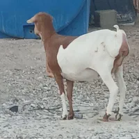 قیمت جفت با هم میش برشن درجه یک زاییده و ابستن|حیوانات مزرعه|بندرلنگه, |دیوار