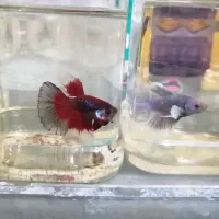 ماهی فایتر بیگ ایر|ماهی|ساری, |دیوار