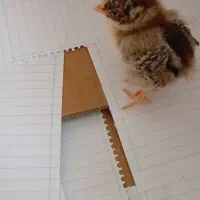 جوجه