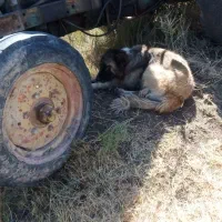 سلام ادرس شهرستان هریس روستای اربطان|سگ|تبریز, |دیوار