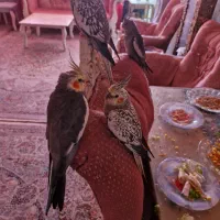 عروس هلندی سالم و آزاد در خانه|پرنده|تهران, شهرک دانشگاه|دیوار