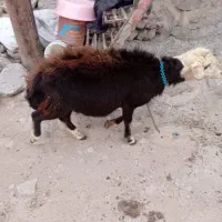 قوچ شیشک نژاد افشار