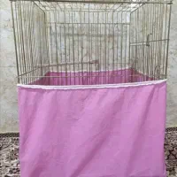 قفس عروس هلندی..