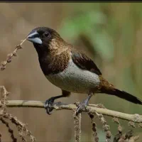 فنچ بنگالی گلدین طوطی‌وار