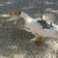 غاز محلی ارگانیک|حیوانات مزرعه|الیگودرز, |دیوار