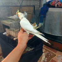 جوجه عروس هلندی لوتینو|پرنده|قدس, شهرقدس|دیوار