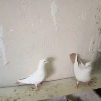 دم زرد|پرنده|هشتگرد, فاز ۷ مهستان|دیوار