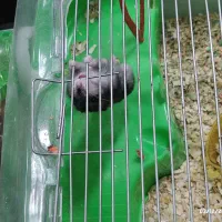 همستر مینیاتوری با پدر و مادر|موش و خرگوش|تهران, شادآباد|دیوار