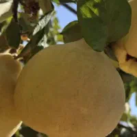 فروش به عمده|خوردنی و آشامیدنی|شیراز, شهرک یاس طلاییه|دیوار