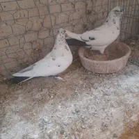 کبوتر|پرنده|کاشان, گبرها|دیوار