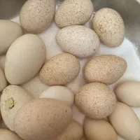 تخم بوقلمون و مرغ