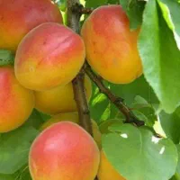 پیشفروش نهال زردآلو شاهرودی