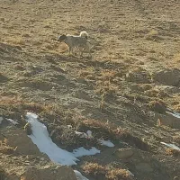 سگ قدریجانی گله