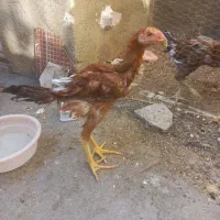مرغ خروس