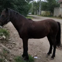 اسب کهر اخته یرنگ سال6|اسب و تجهیزات اسبسواری|لنگرود, |دیوار