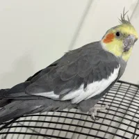 یک جفت عروس هلندی