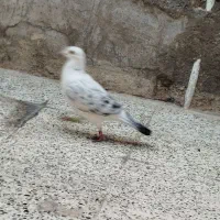 پلاک|پرنده|اندیمشک, |دیوار